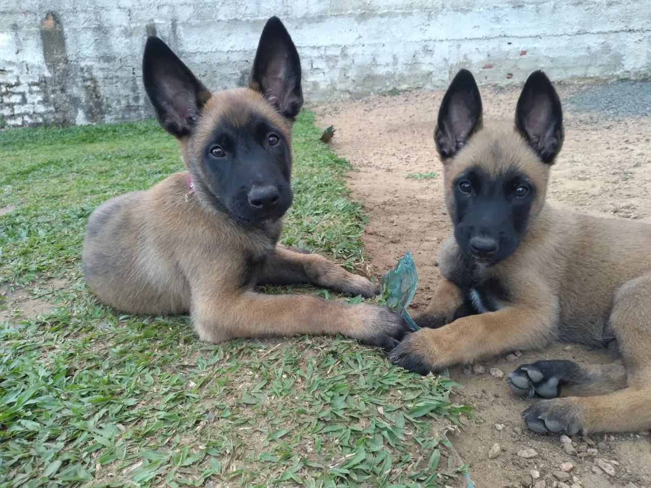 Vendo último casal de Filhotes de Pastor Belga malinois puro.  - Foto 2