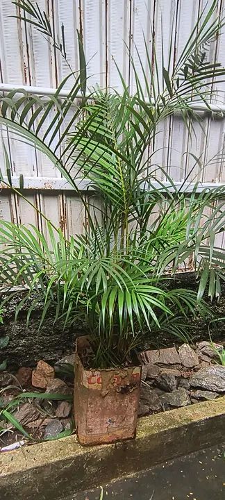 Areca-bambu