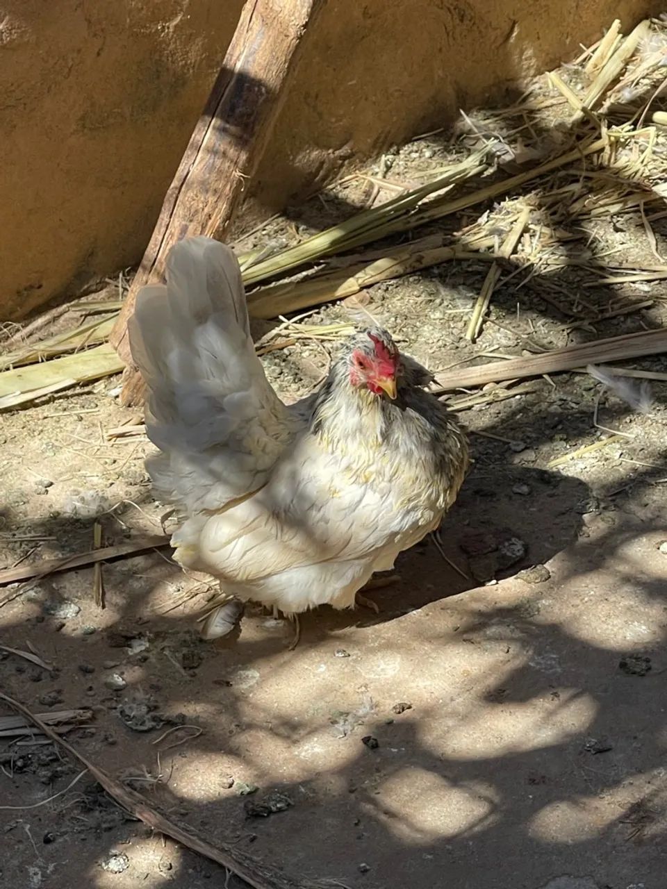 ? Galinhas e Galos Garnizé Nagasaki à Venda! ? - Foto 5