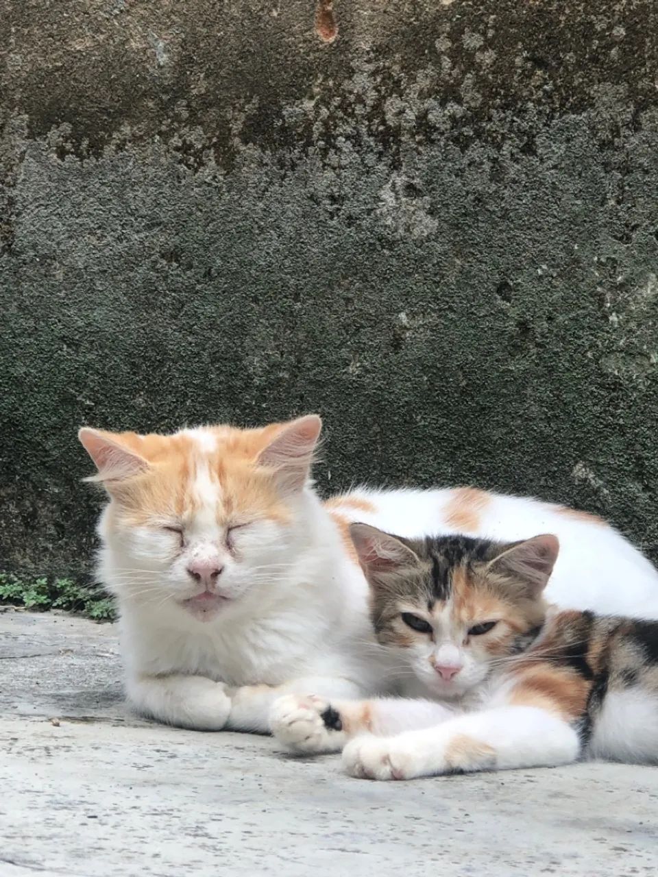 Gatinhos para doação  - Foto 4