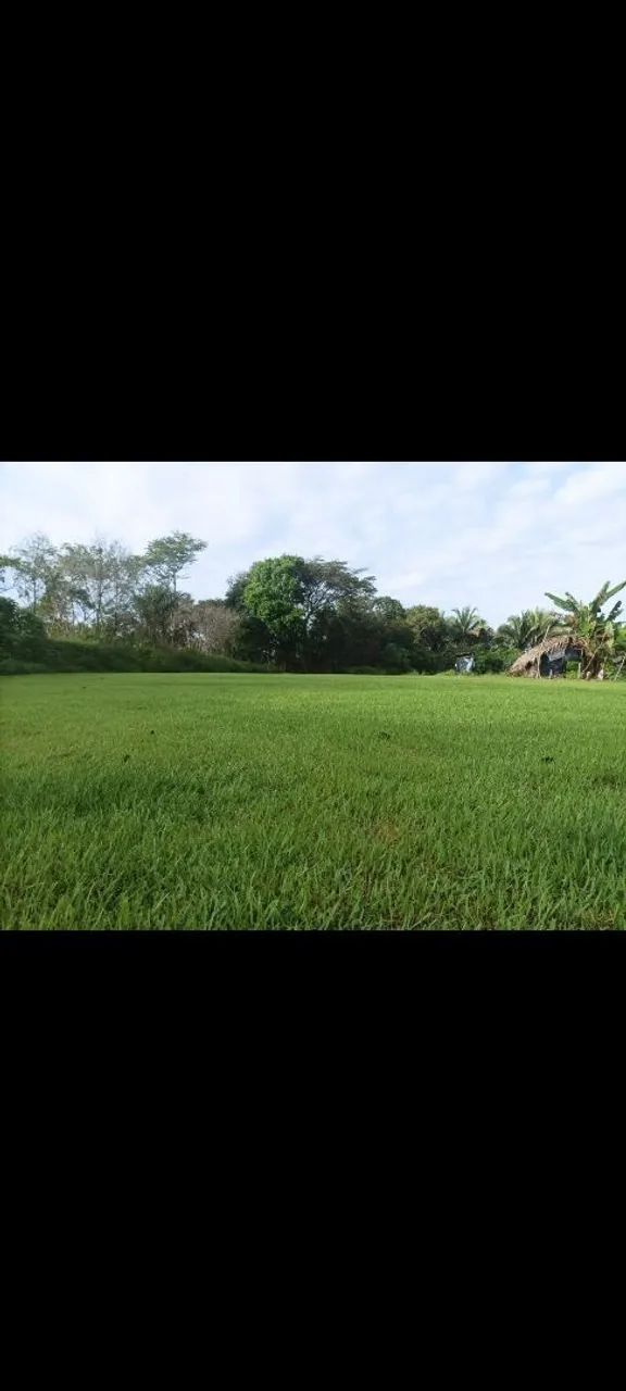 Grama esmeralda