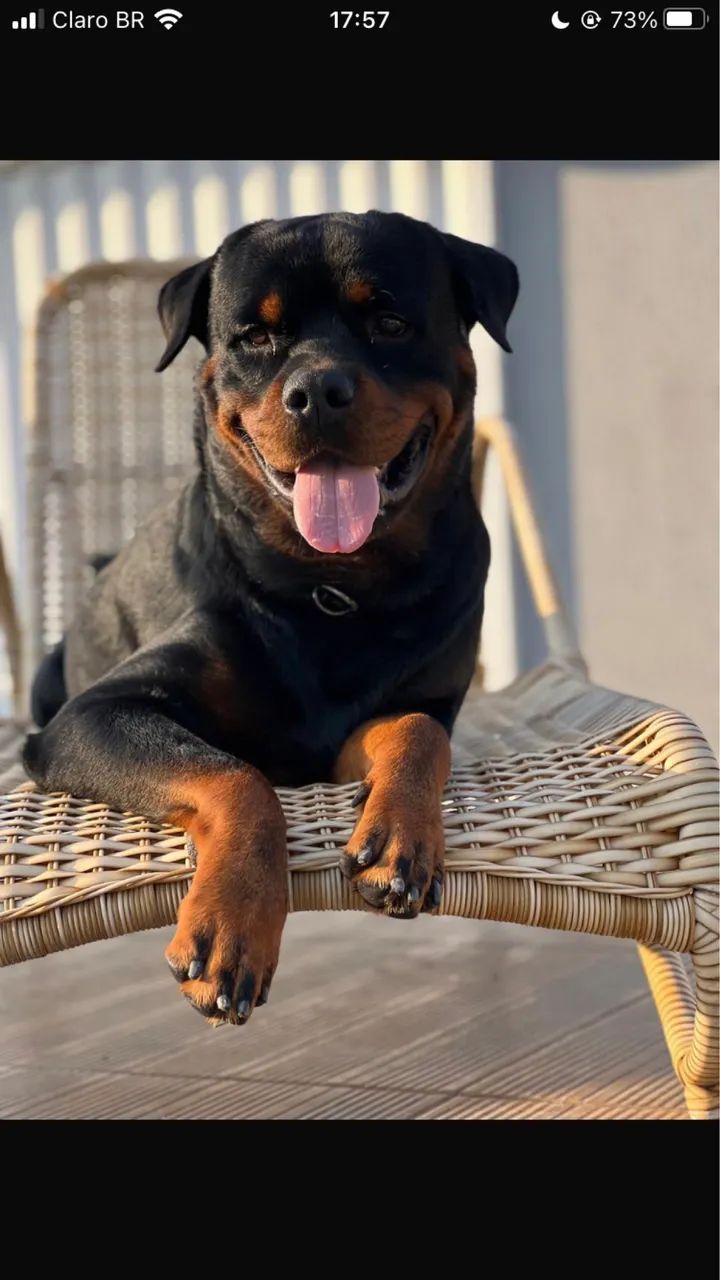 Vendo filhote de rottweiler macho - Foto 2