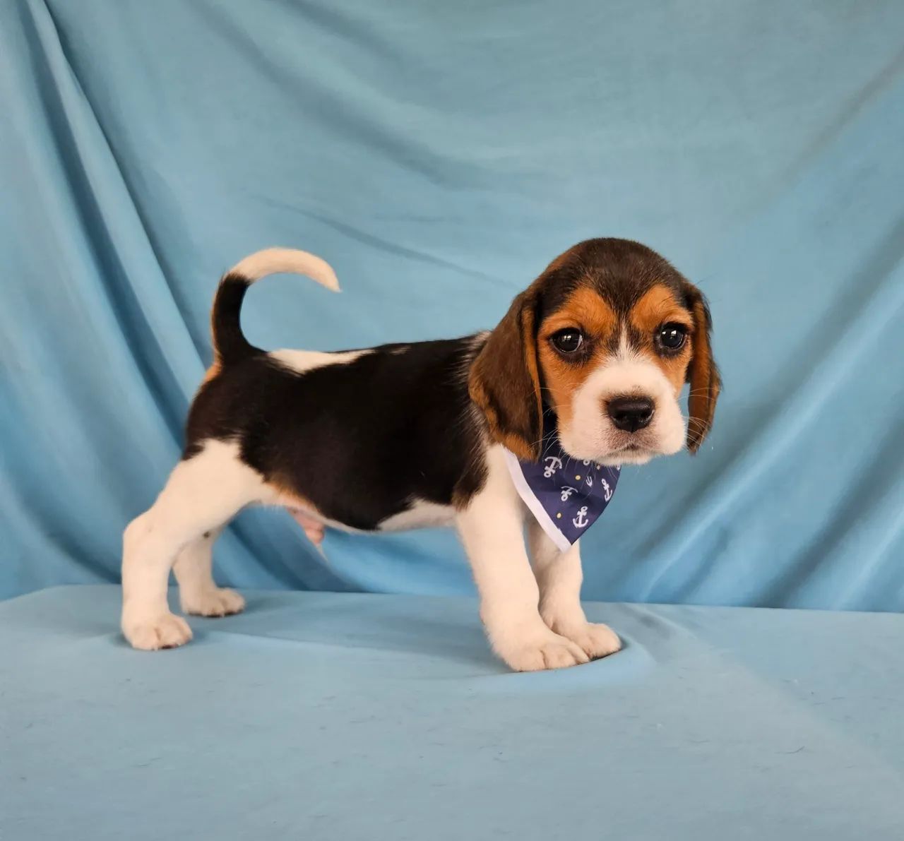 Filhotes Beagle  - Adoráveis - Foto 6