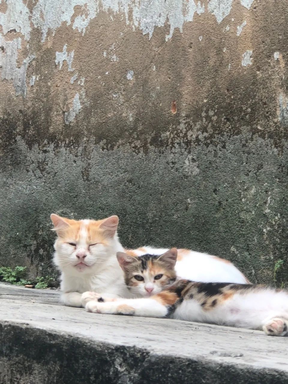 Gatinhos para doação  - Foto 6