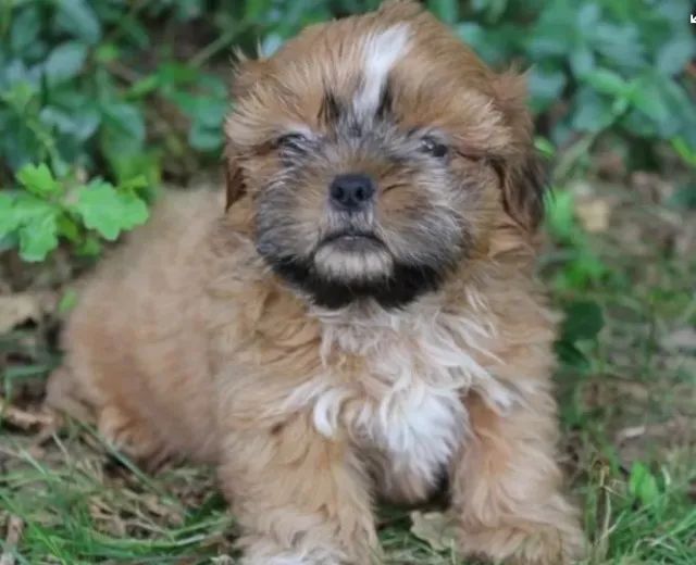 Shih-Tzu Filhote Miniatura - Entrega com Microchip