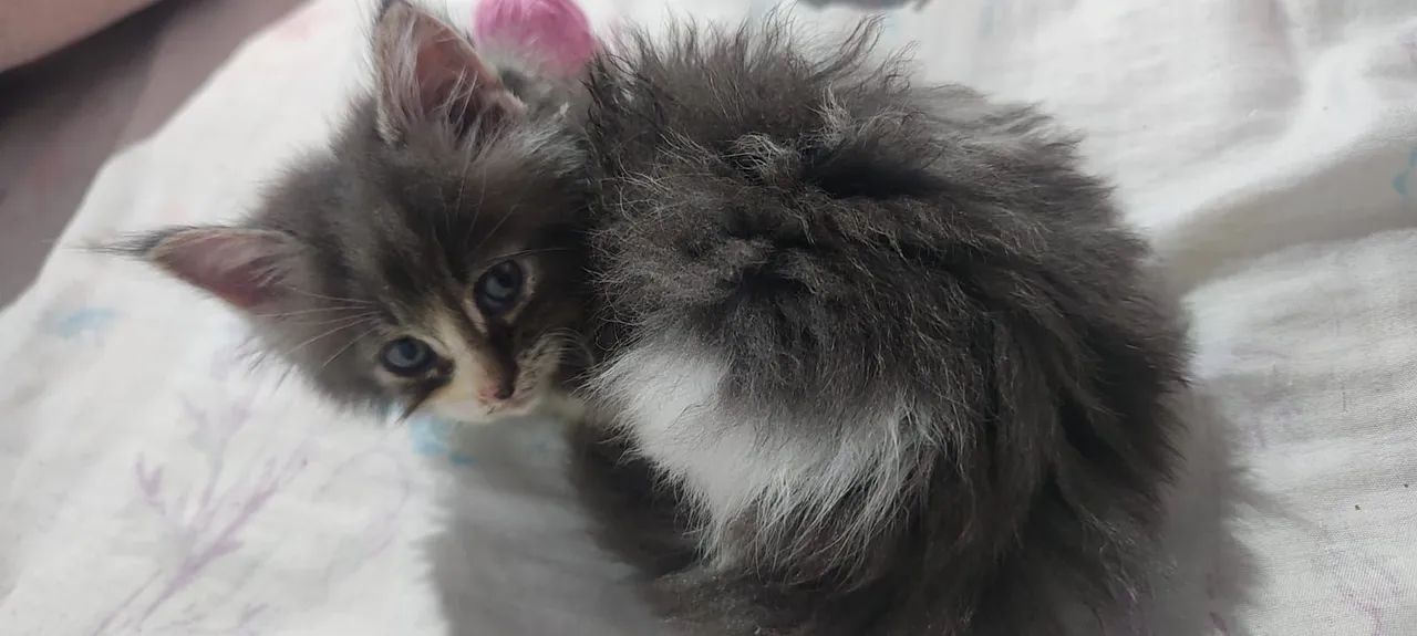 Filhote Fêmea de Maine Coon - Foto 6