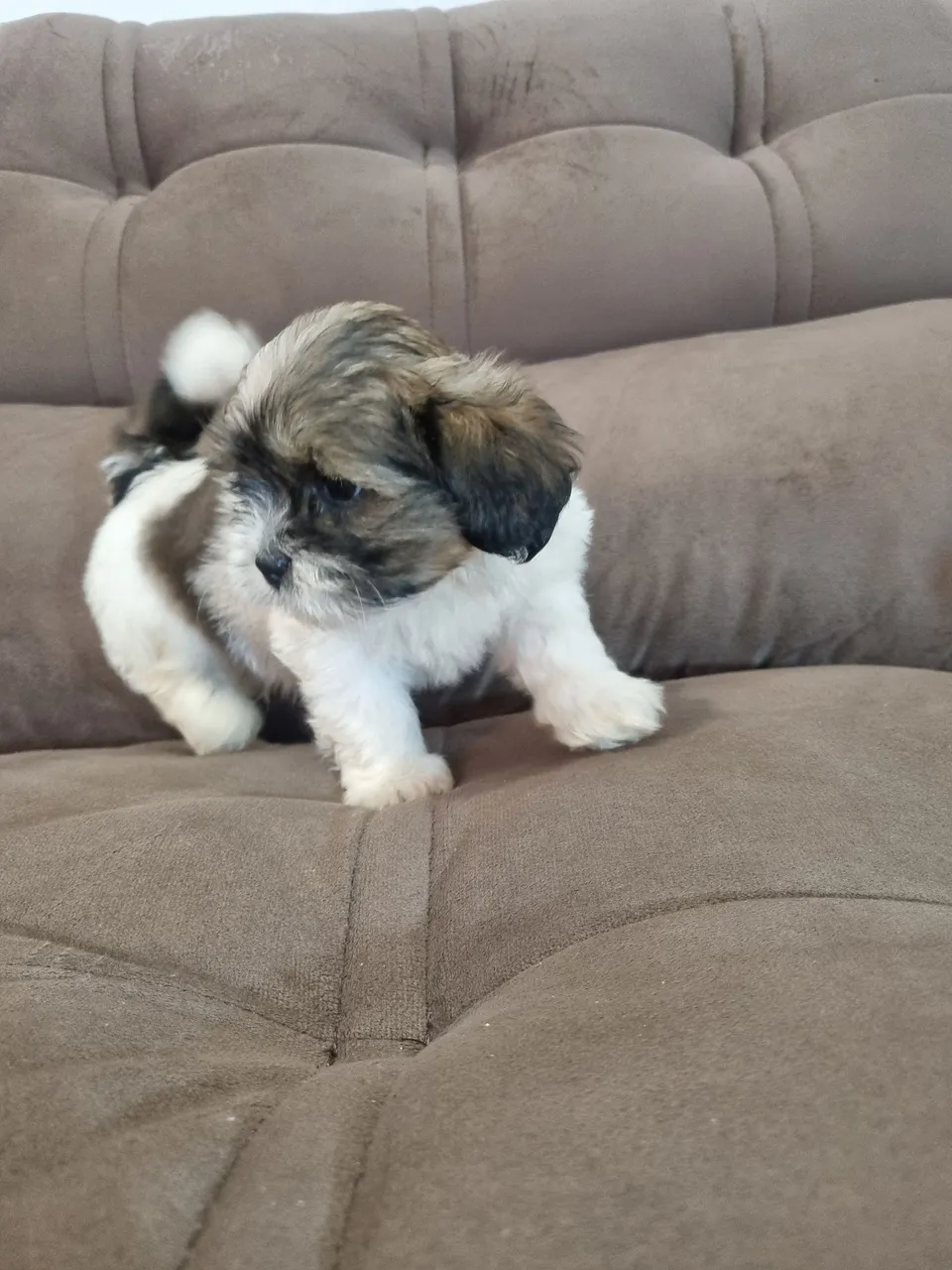 Filhotes de Lhasa Apso à venda!
