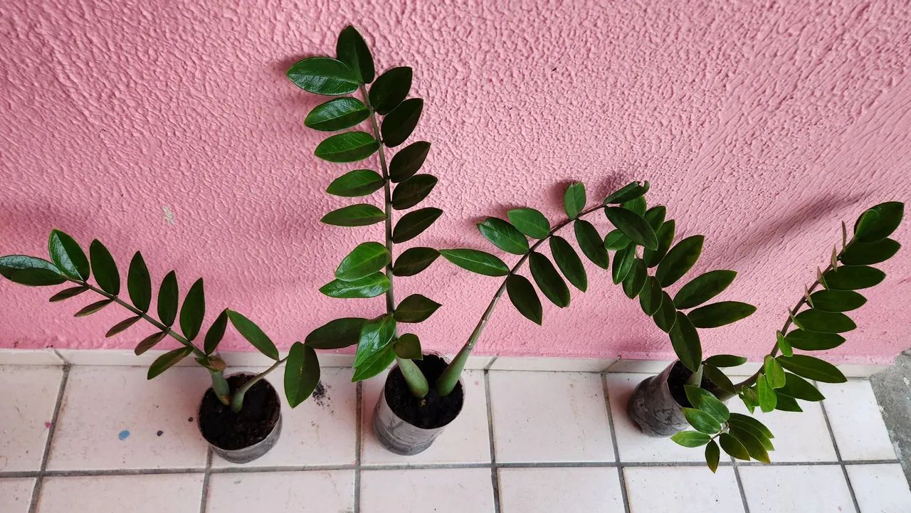 Zamioculca - Planta resistente e elegante para sua casa ou local de trabalho.  - Foto 3
