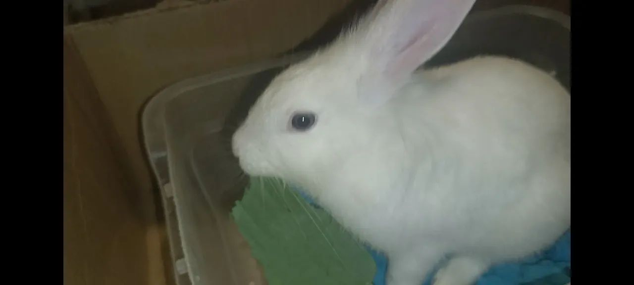 Coelho Branco do olho azul - Adorável e brincalhão  - Foto 3
