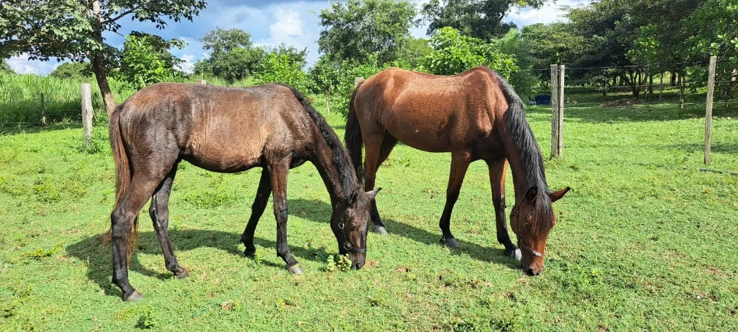 Cavalos