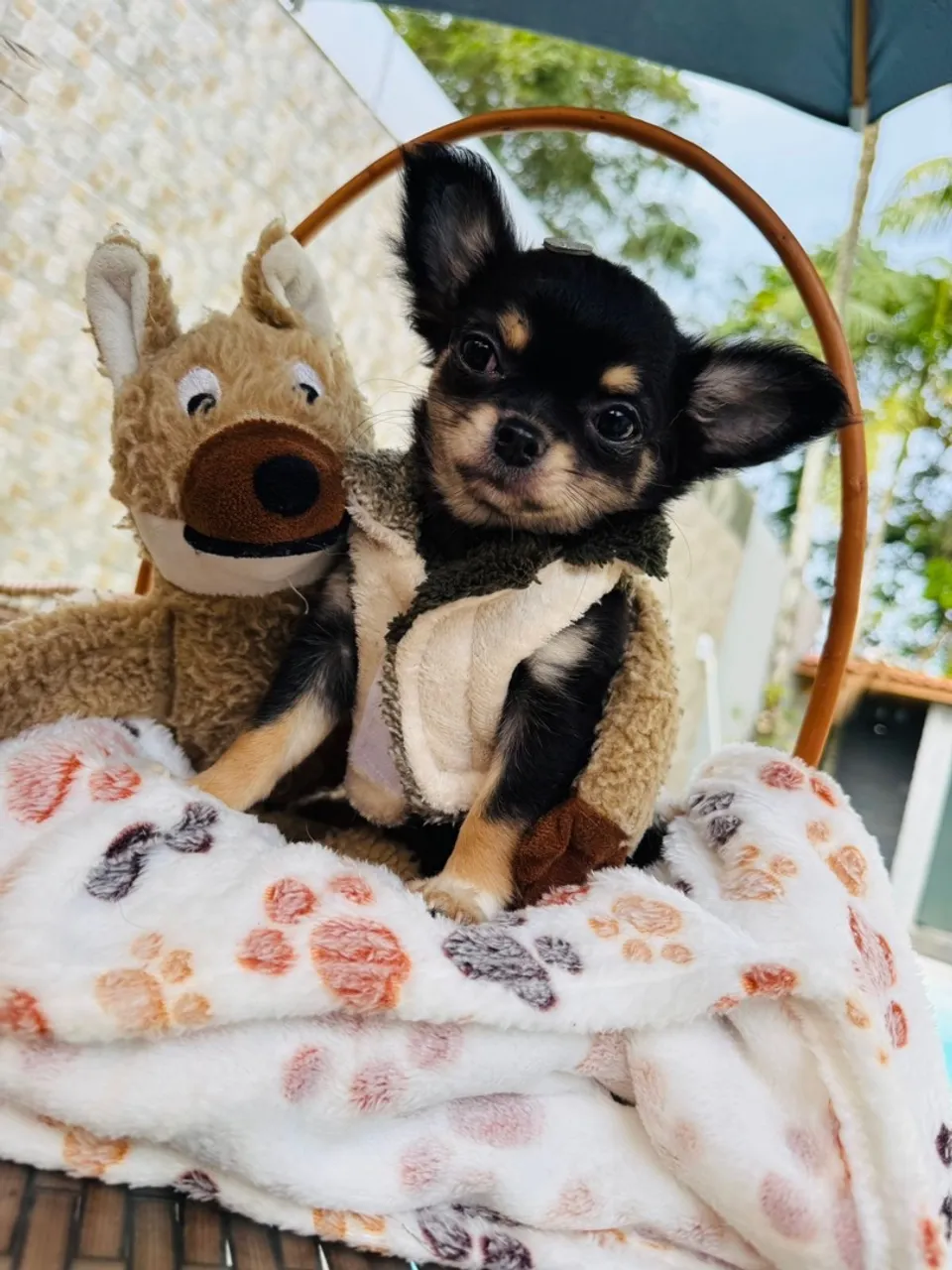 Chihuahua pelo longo e curto meninas e meninos