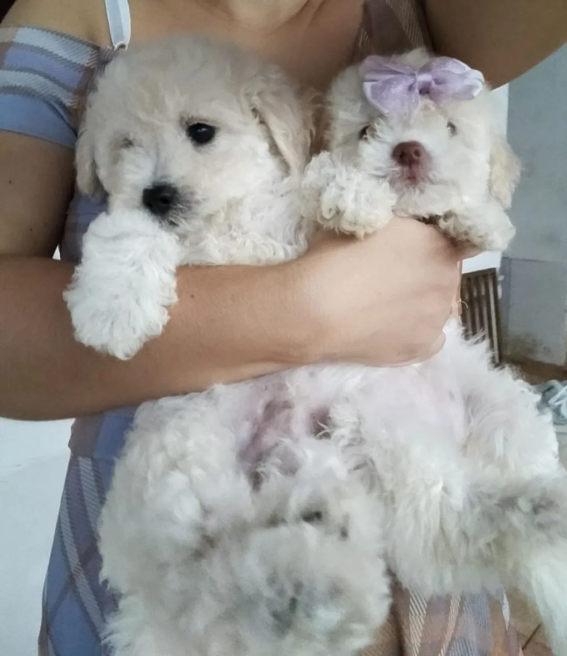 Filhotes de Poodle