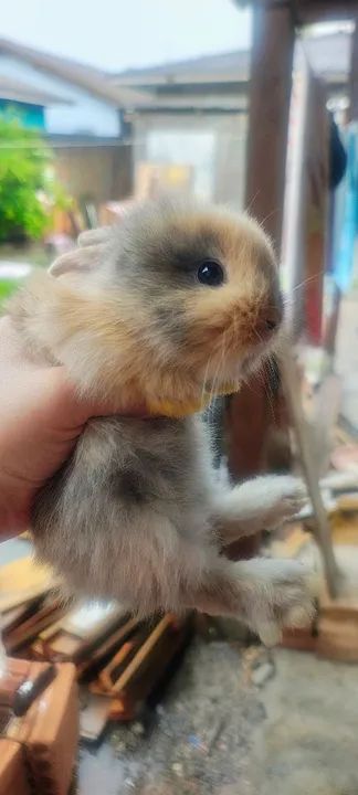 Coelho Mini Lion Raça Pura - Foto 2