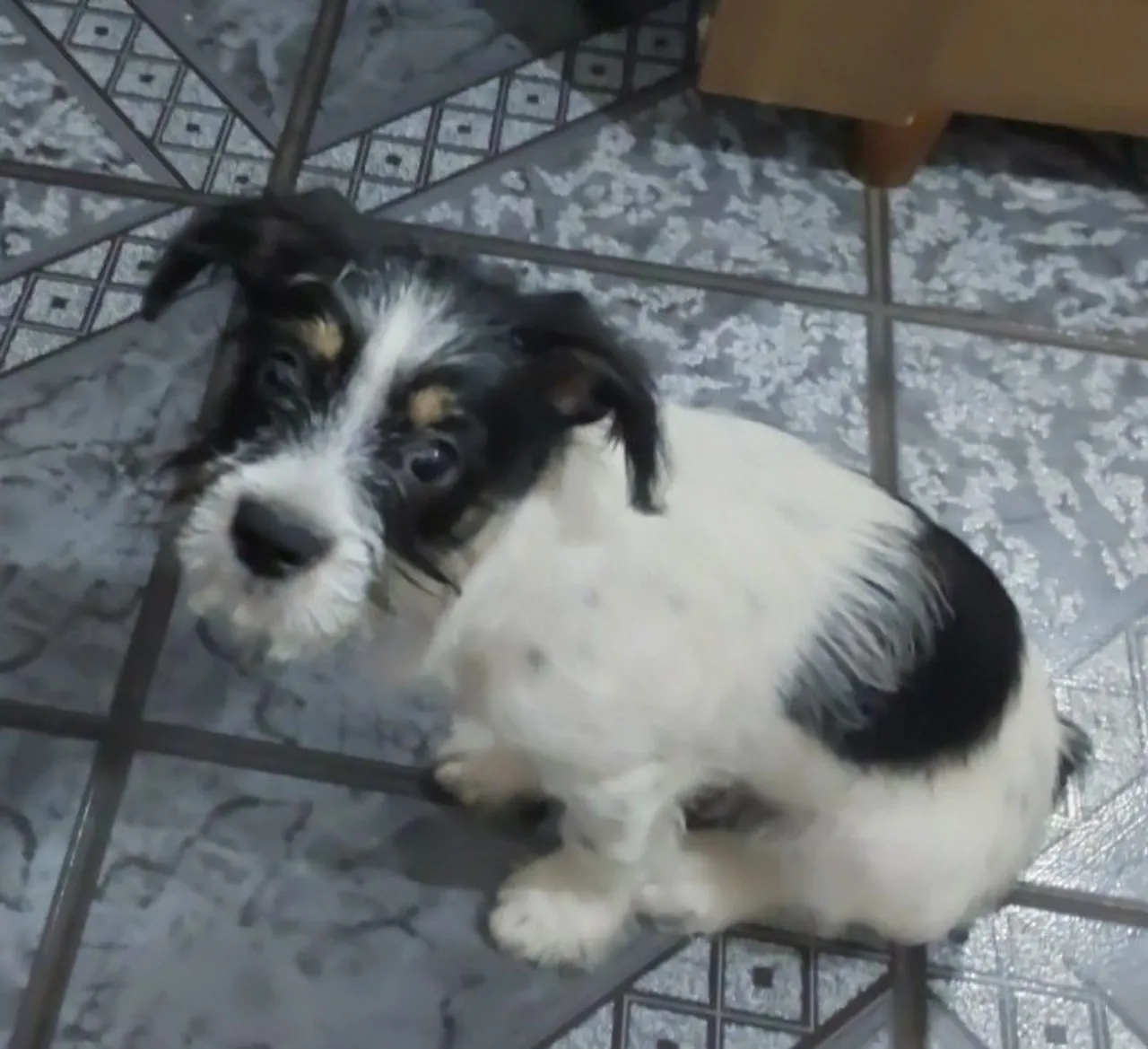 Filhote SRD para adoção 