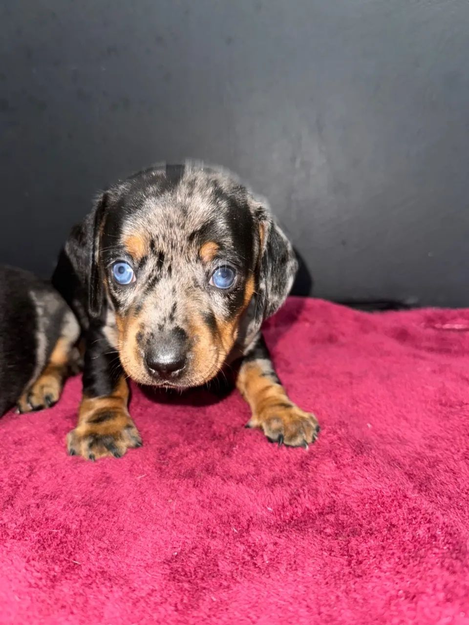 Filhote Fêmea- Dachshund/Basset Arlequim  - Foto 4