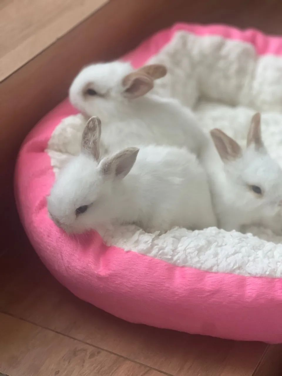 Filhotes de Lion com netherland anão  - Foto 2