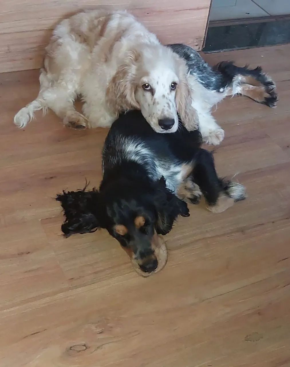 Filhotes de Cocker Spaniel
