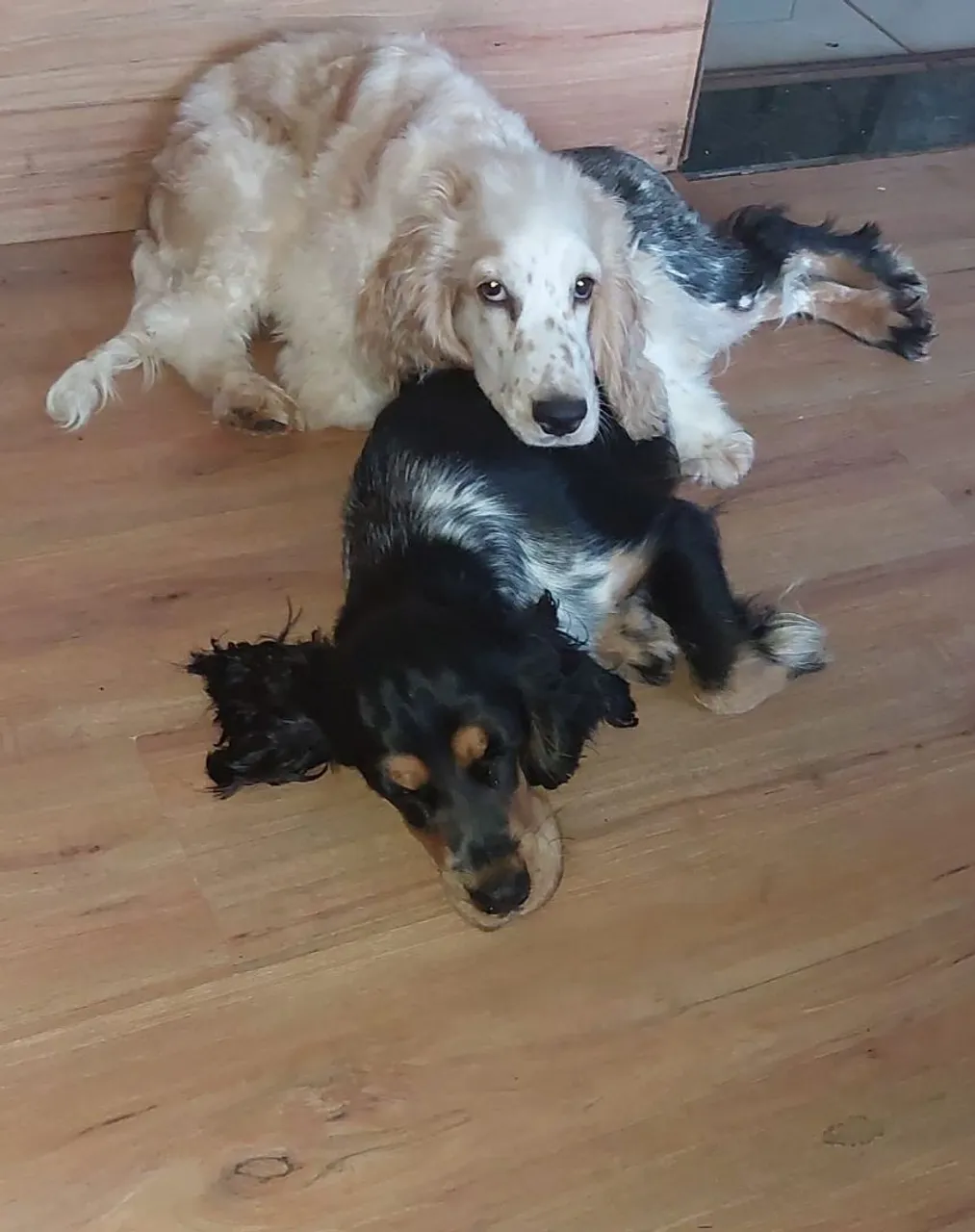 Filhotes de Cocker Spaniel