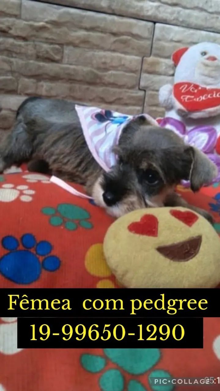  ÚLTIMA Fêmea de Schnauzer Miniatura com Pedigree