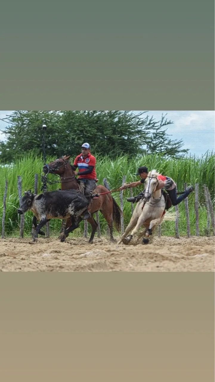 Cavalo castrado de direita 