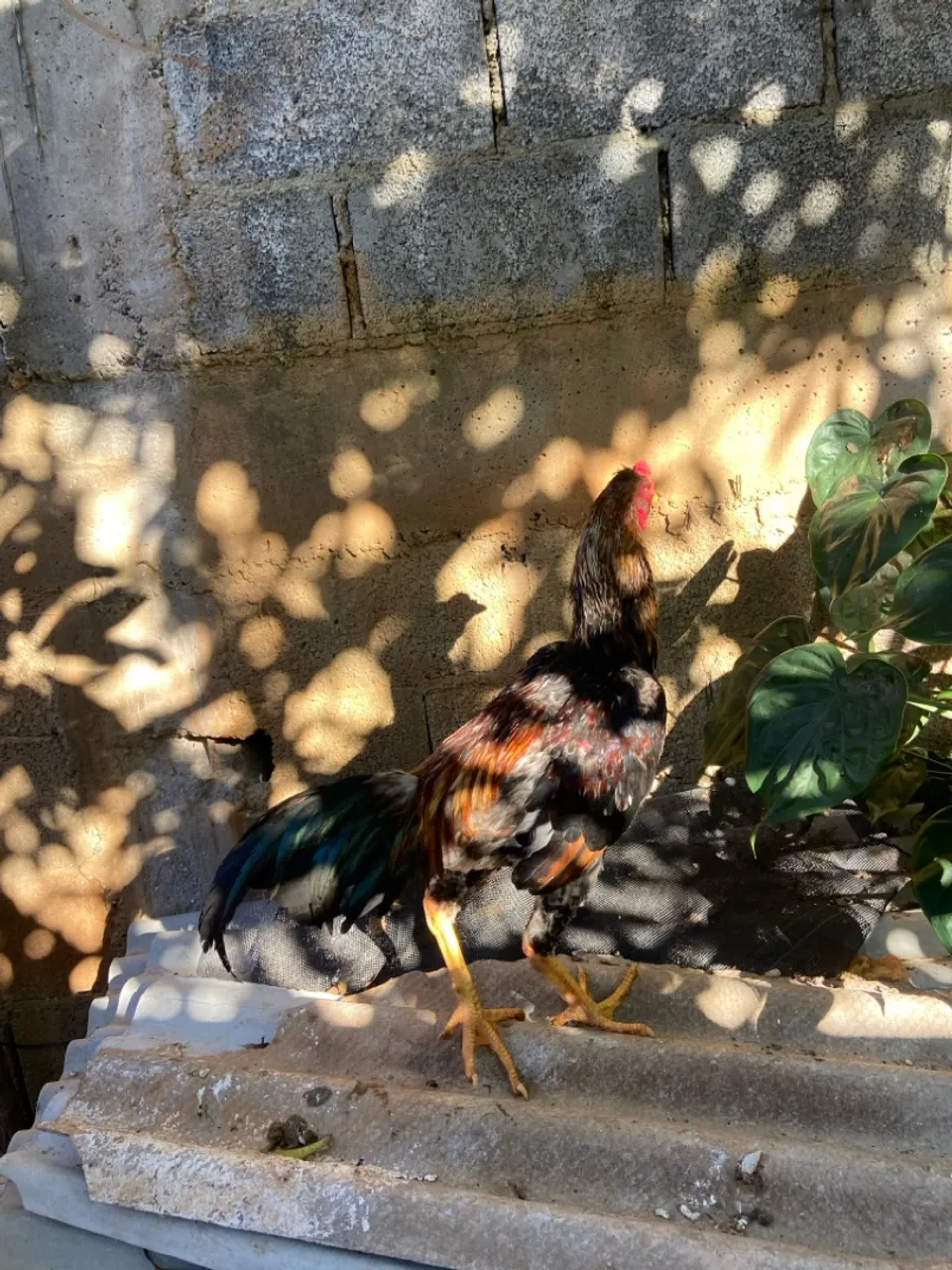 Galo Ornamentado