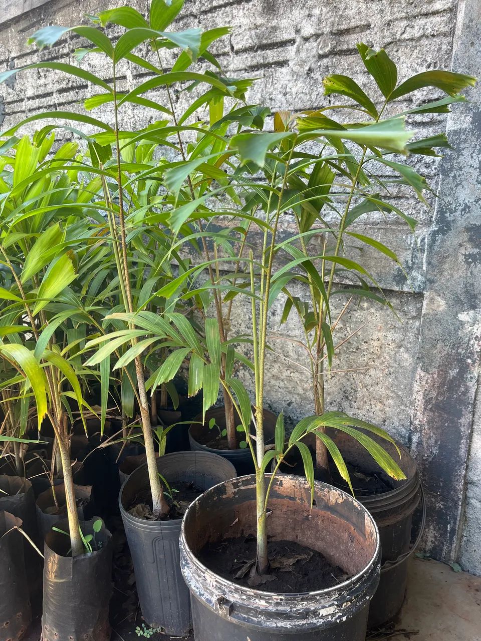 Mudas de palmeira rabo de raposa - Foto 3