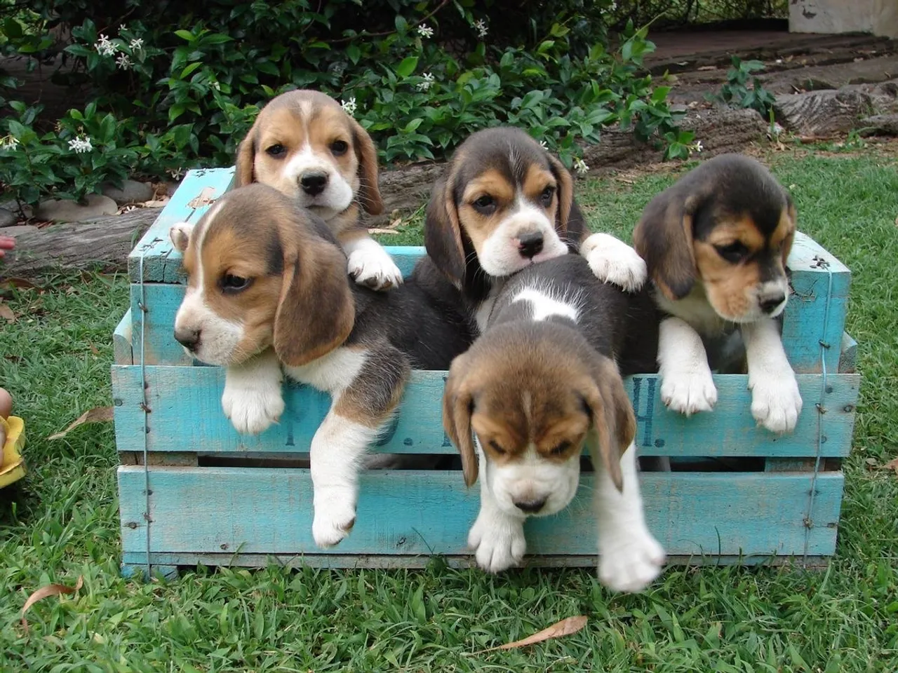 Beagle macho e fêmea PROMOÇÃO DIA DOS NAMORADOS