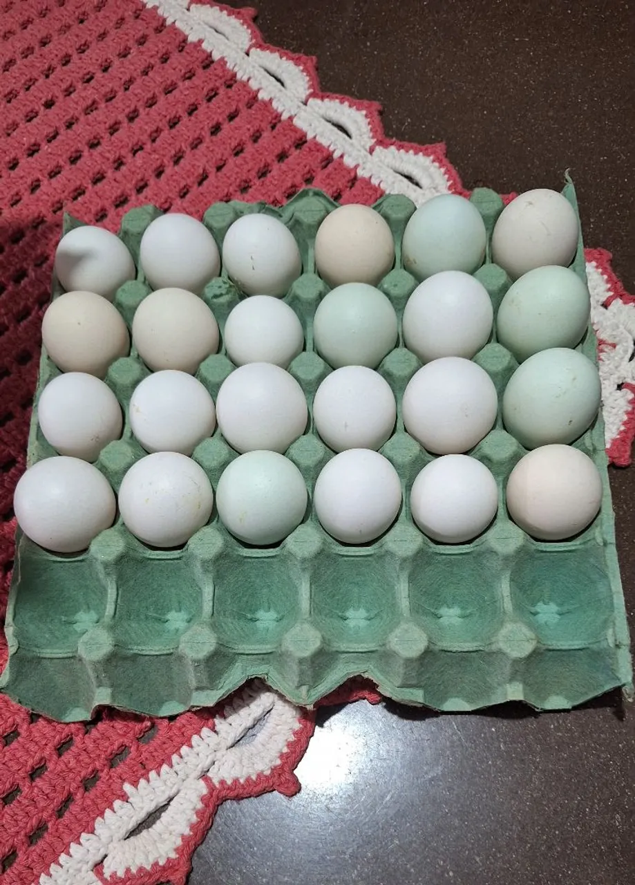 Ovos galados de galinha legorn