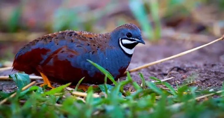 Codorna Chinesa - Macho e Fêmea - R$ 40,00 o par - Foto 2