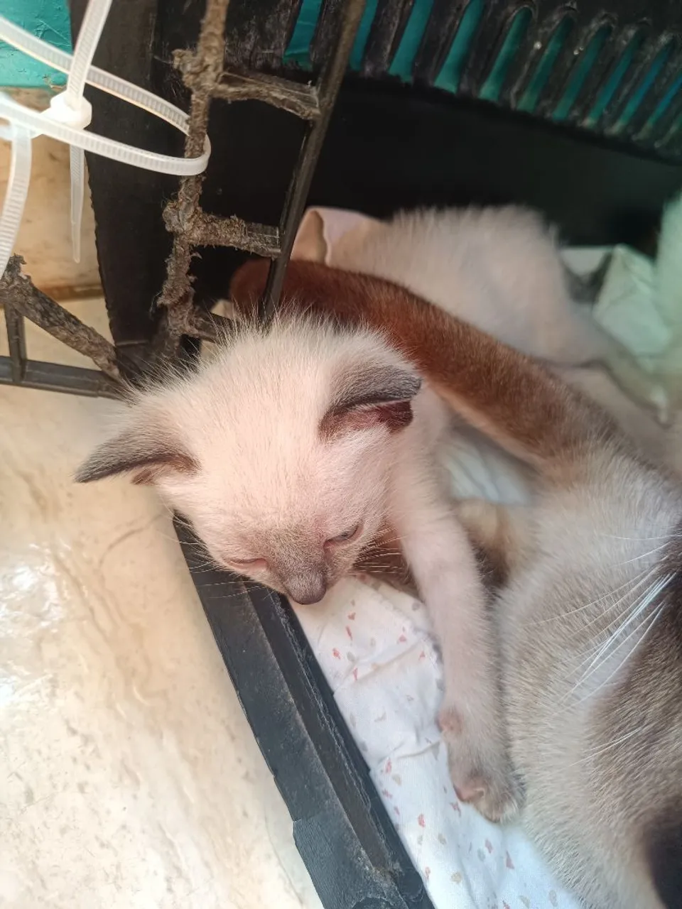 Gatinhos Siameses para Adoção