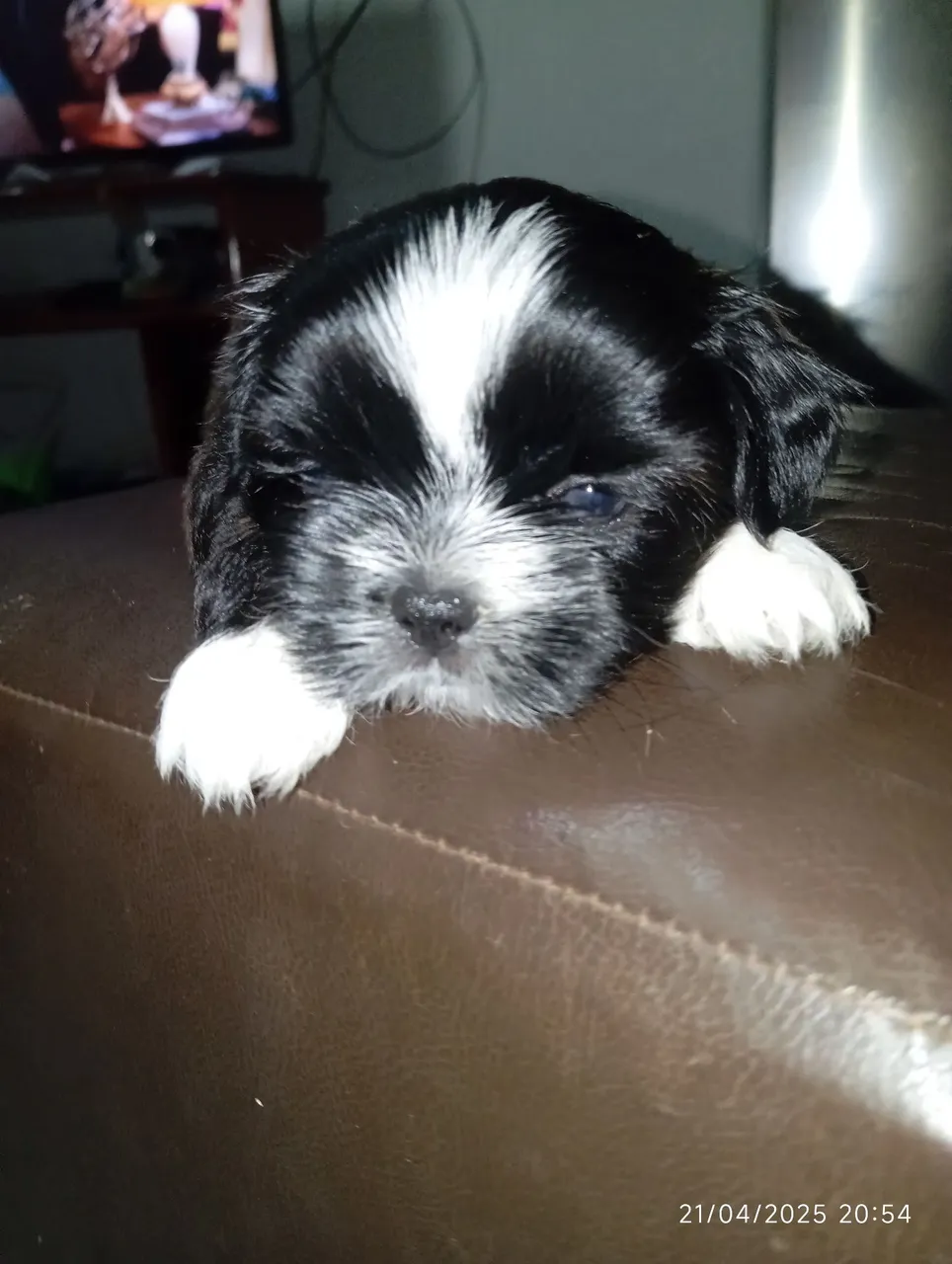 Filhote Shih Tzu
