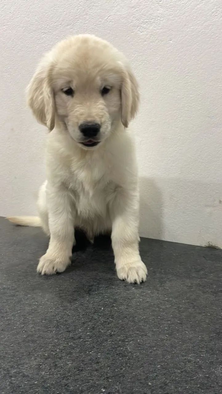 Golden Retriever Amarela 