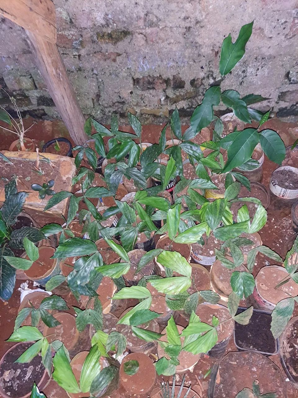 Palmeira para jardim - Foto 6