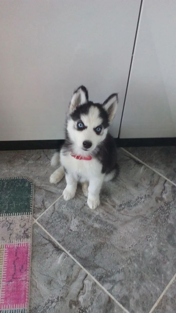 Filhote de Husky Siberiano de ohos azuis hipnotizantes 