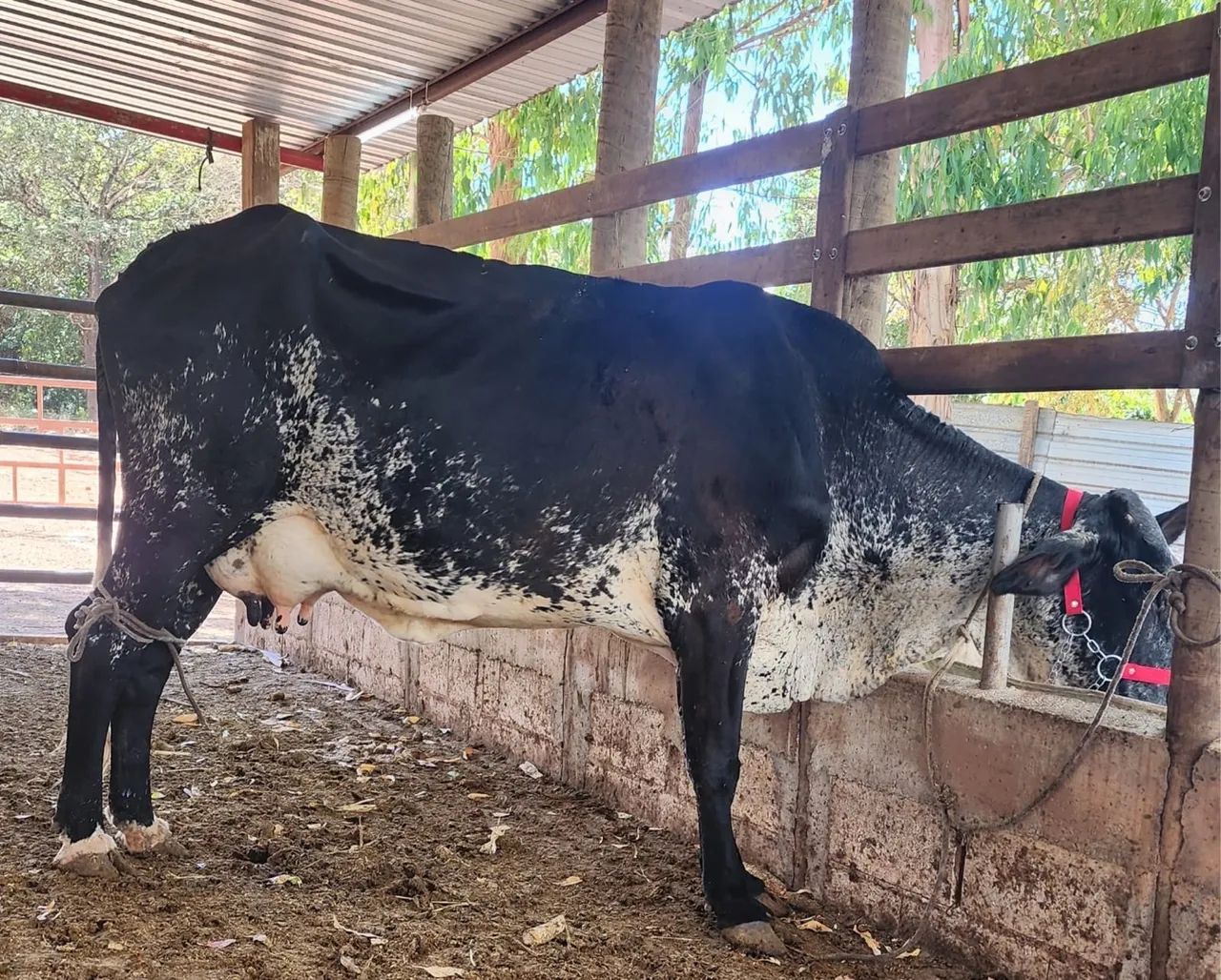 Vaca girolanda  - Foto 5