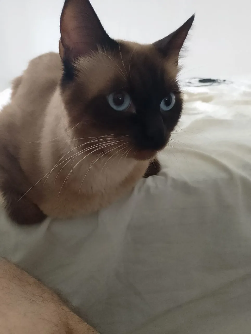 Gato siamês para adoção