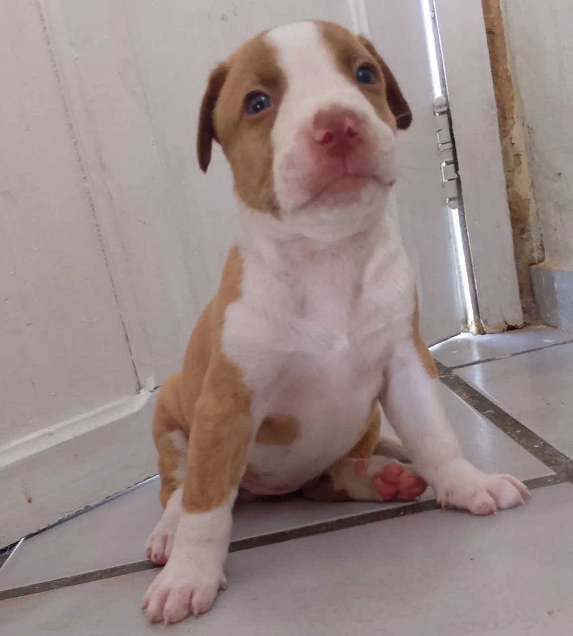 Filhote Pitbull