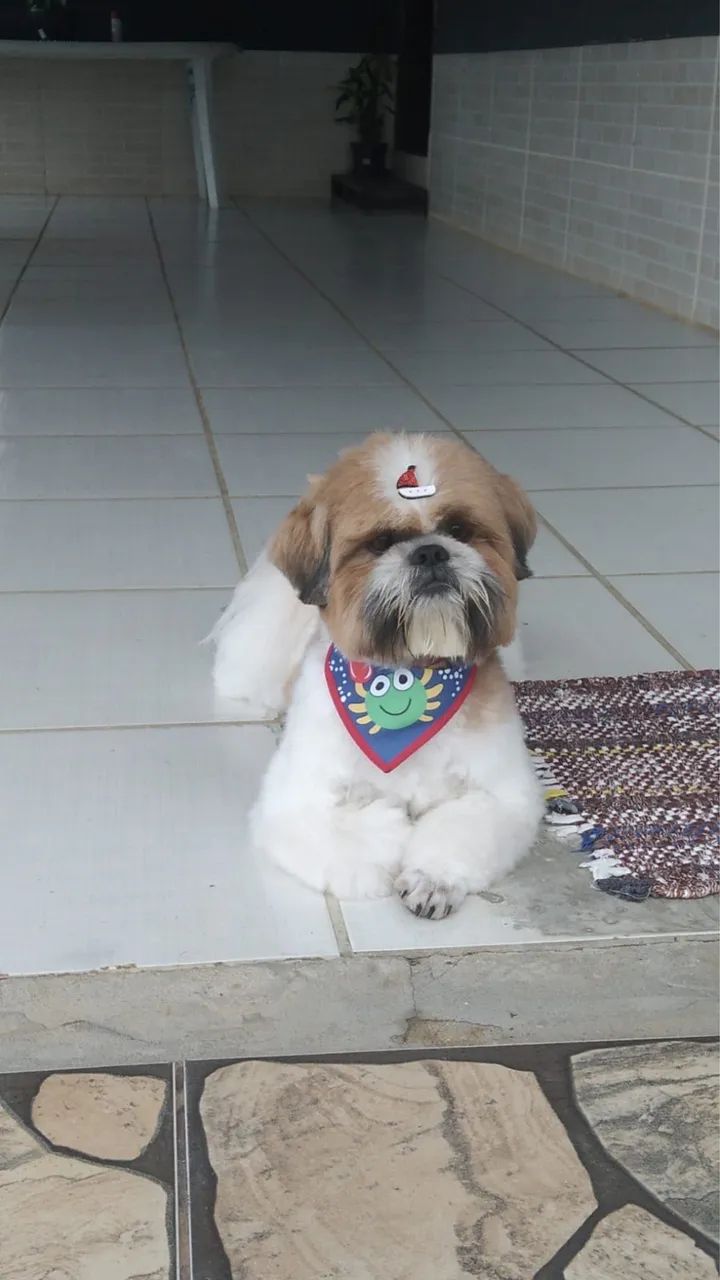 Cachorro Shih Tzu Cachorros Araquari 1449914313 OLX