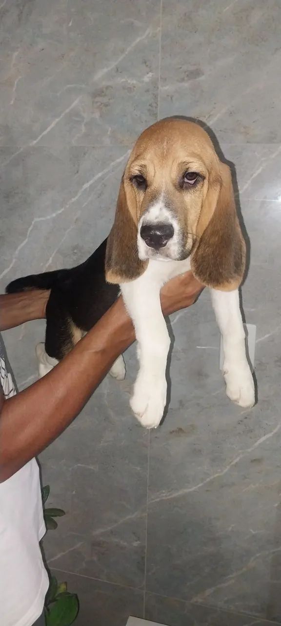 Filhote Beagle