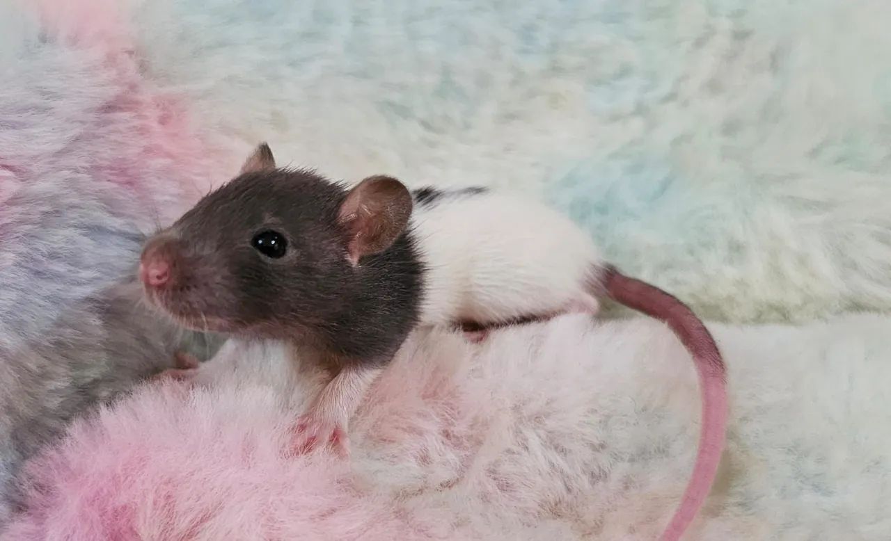 Twister carinhosos - Alto padrão - Foto 3