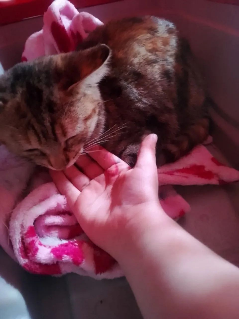 Gatinha precisa de um lar - Foto 2