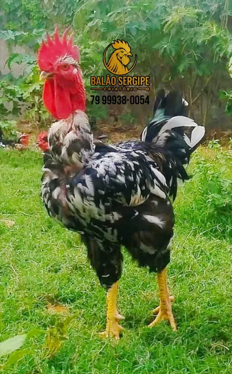 Balão Sergipana- Criatório Balão Sergipe