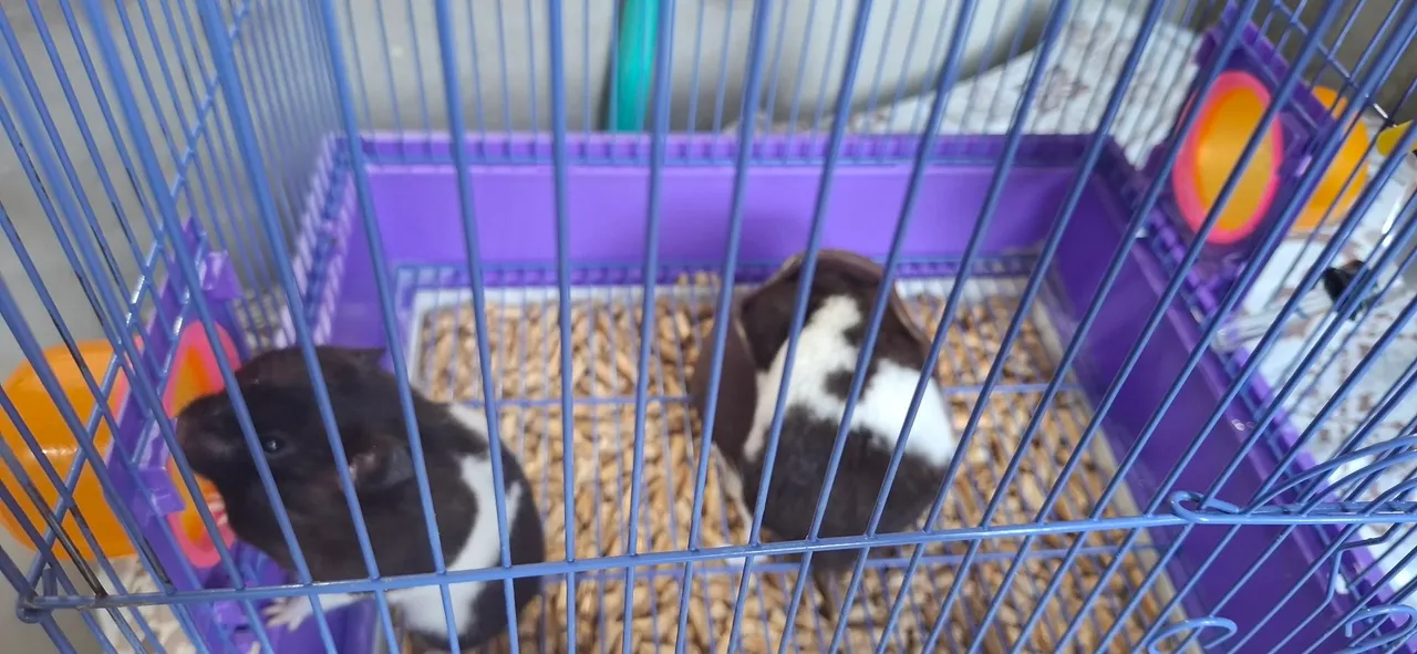 Hamster Panda