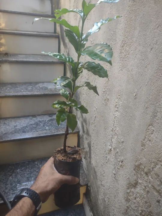 Muda de café - Foto 2