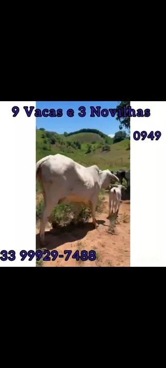 9 Vacas e 3 Novilhas  - Foto 4