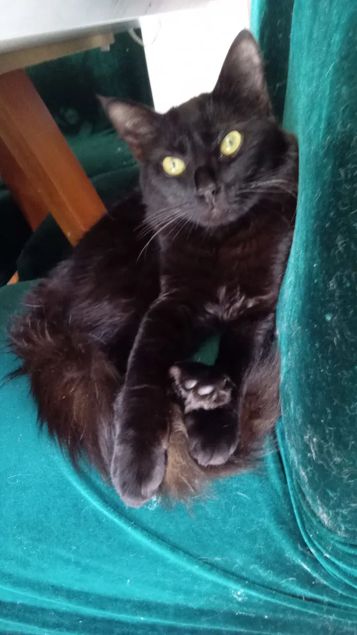 Gato Preto Charmoso para Adoção