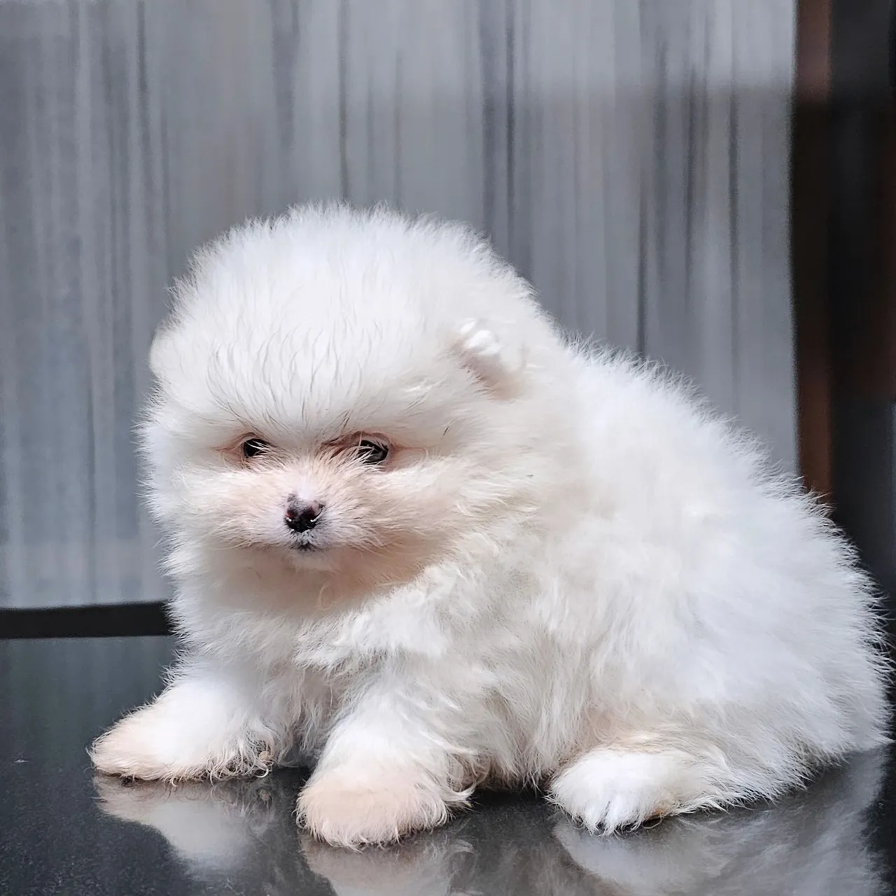 Spitz Alemão macho branco neve. Alto padrão genético