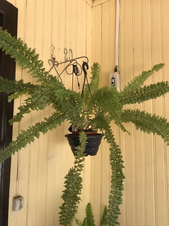 Samambaia Pendente/ planta  - Foto 2