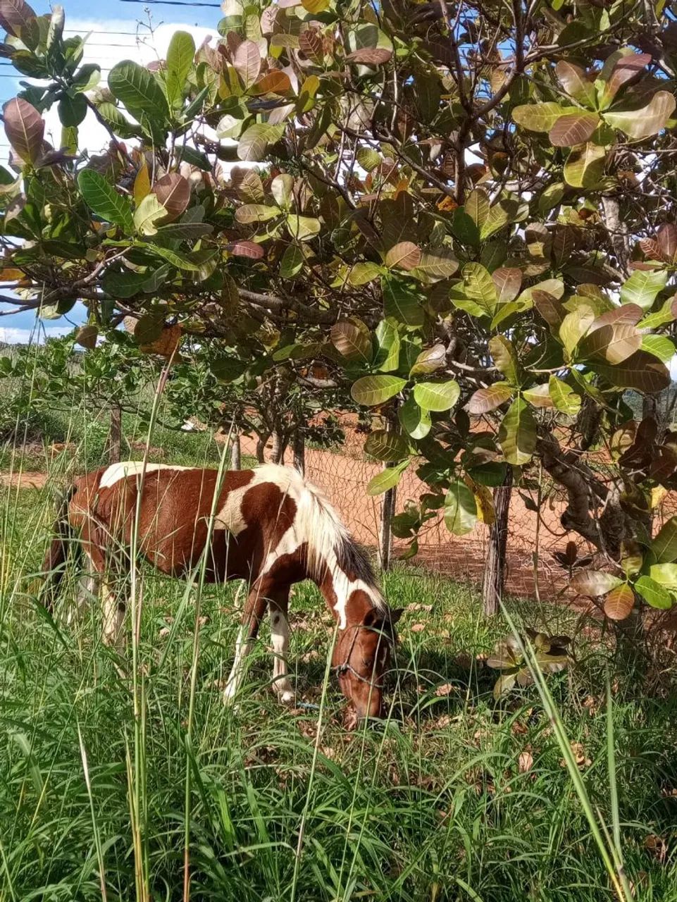 Cavalo para venda - Foto 2
