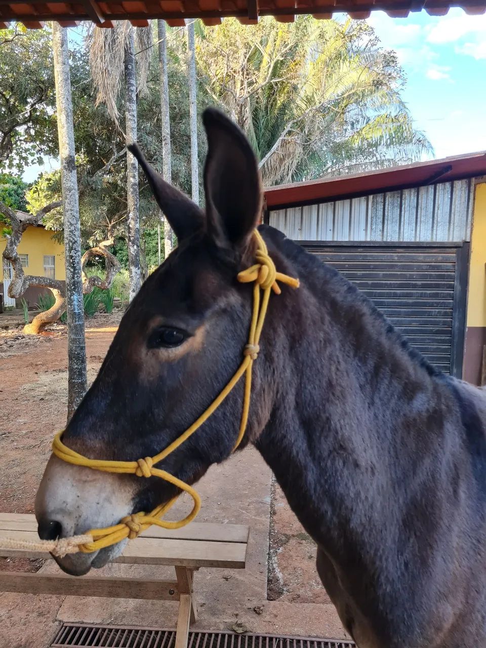 Burro marchador para venda - Foto 3